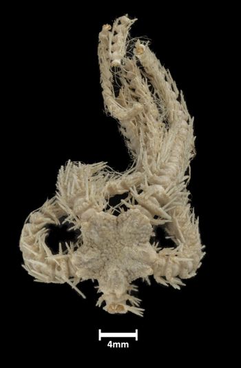 Media type: image;   Invertebrate Zoology OPH-1957 Description: Top down view of single ophiuroid specimen with a scale bar.;  Aspect: dorsal